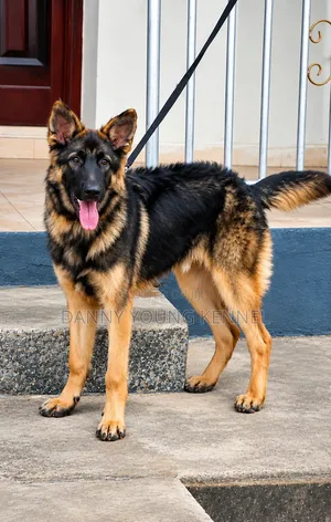 1+ year Male Purebred German Shepherd