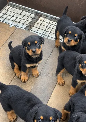 1-3 months Female Purebred Rottweiler