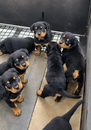 1-3 months Female Purebred Rottweiler
