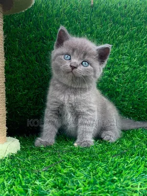 1-3 months Male Purebred British Shorthair