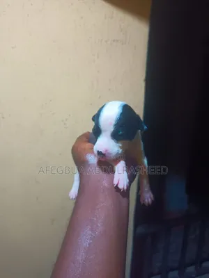 0-1 month Male Purebred American Pit Bull Terrier