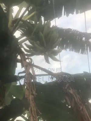Fresh Green Plantain for Sale