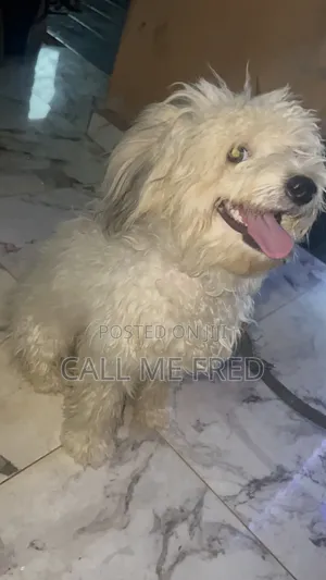 1+ year Male Purebred Lhasa Apso