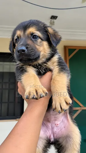 1-3 months Female Purebred German Shepherd