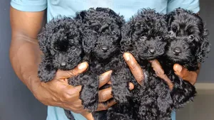1-3 months Male Purebred Poodle