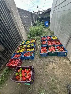 Bell Pepper