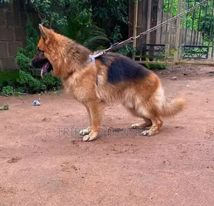 1+ year Male Purebred German Shepherd