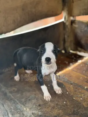 1-3 months Female Purebred American Pit Bull Terrier