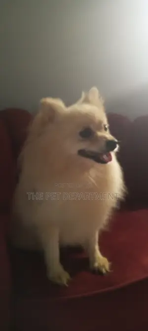 1+ year Female Purebred Pomeranian