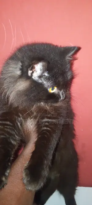 6-12 months Male Purebred Persian