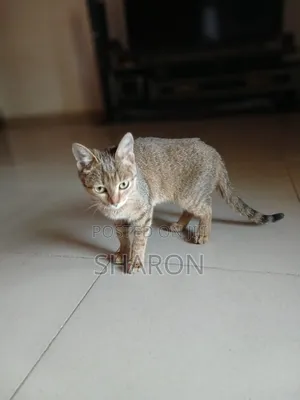 6-12 months Male Mixed Breed Tabby