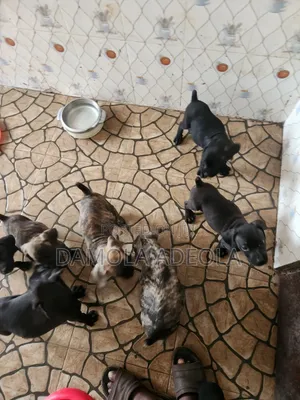 1-3 months Female Purebred Boerboel