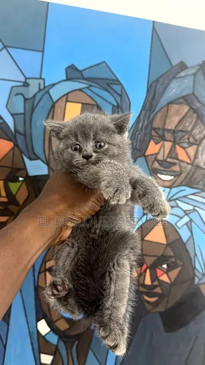 1-3 months Male Purebred British Shorthair