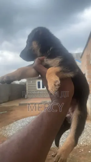 1-3 months Female Purebred German Shepherd