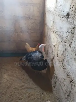Local Turkey