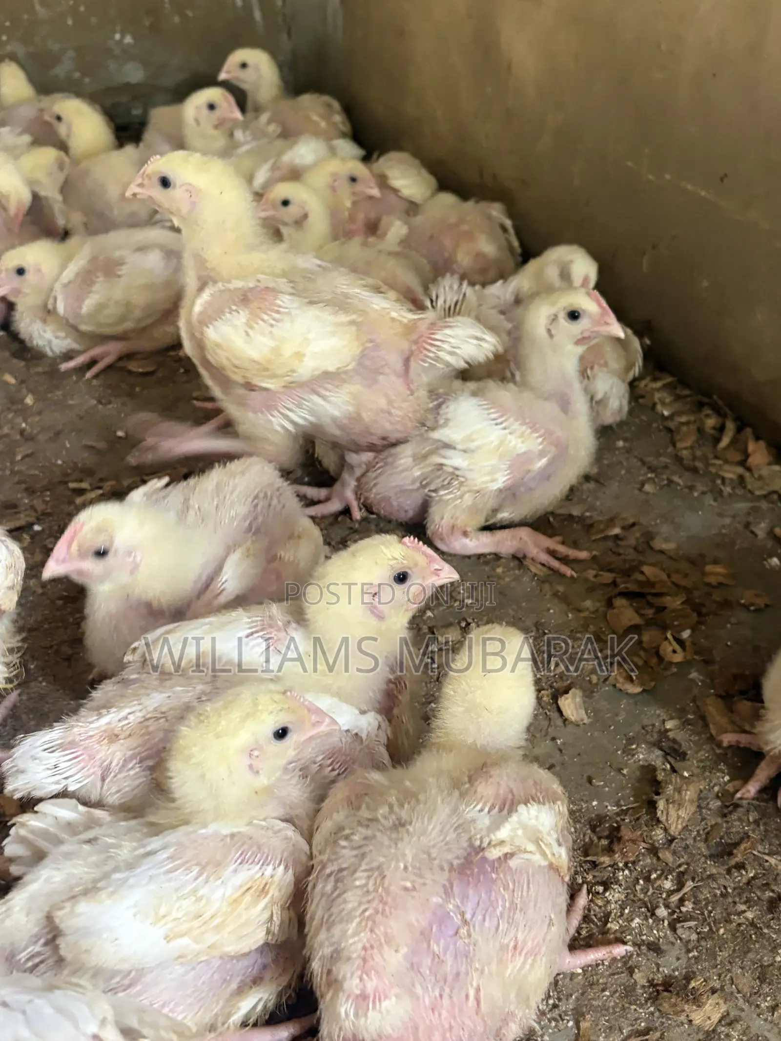 3 Weeks Broilers