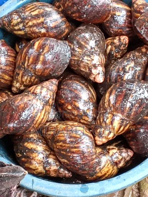 Fresh Bush Snails for Sale