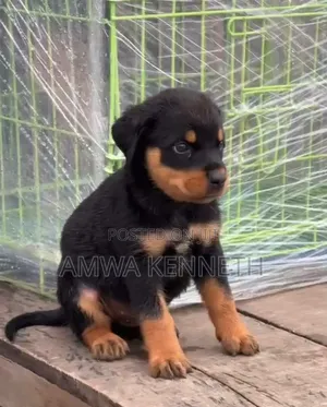 1-3 months Male Purebred Rottweiler