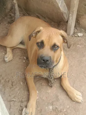 6-12 months Female Purebred Boerboel