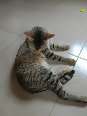 0-1 month Female Purebred Cat