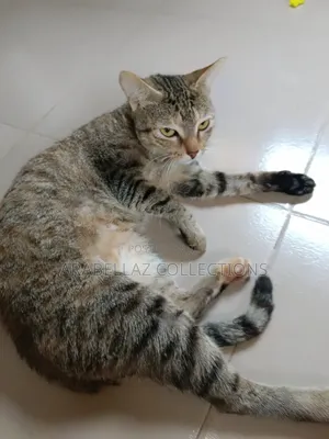 0-1 month Female Purebred Cat