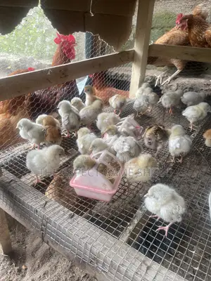 Poultry Birds for Sale – Noilers, Layers, Broilers, Turkeys More
