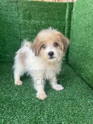 1-3 months Male Purebred Lhasa Apso