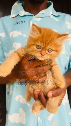 1-3 months Male Purebred Persian