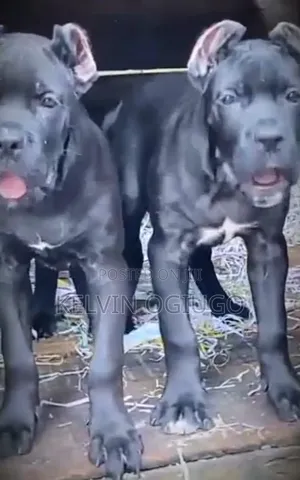 1-3 months Female Purebred Cane Corso