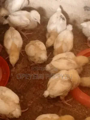 Broiler Chick