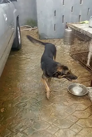 1+ year Male Purebred German Shepherd