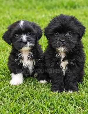 1-3 months Male Purebred Lhasa Apso