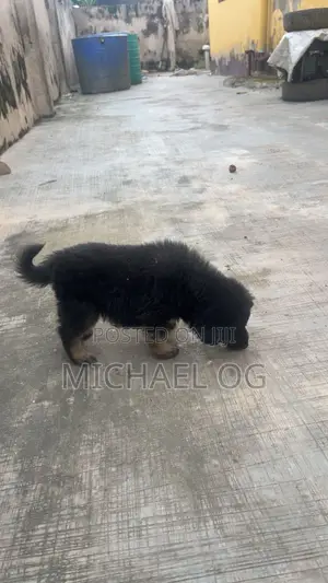 0-1 month Male Purebred German Shepherd