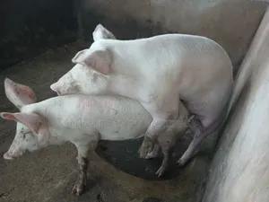 Pigs for Sale