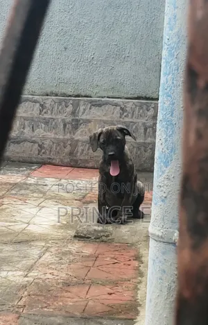 1-3 months Male Purebred Boerboel