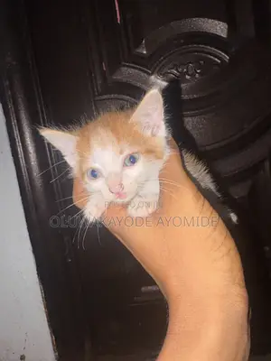 1-3 months Male Purebred American Shorthair