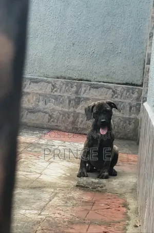 1-3 months Male Purebred Boerboel