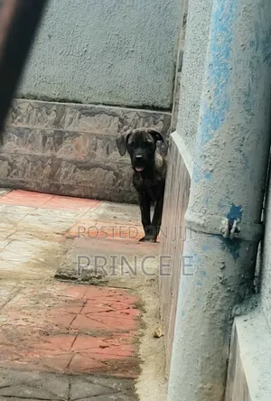 1-3 months Male Purebred Boerboel