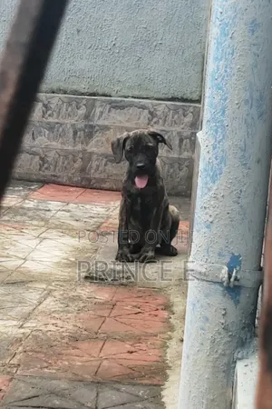 1-3 months Female Purebred Boerboel
