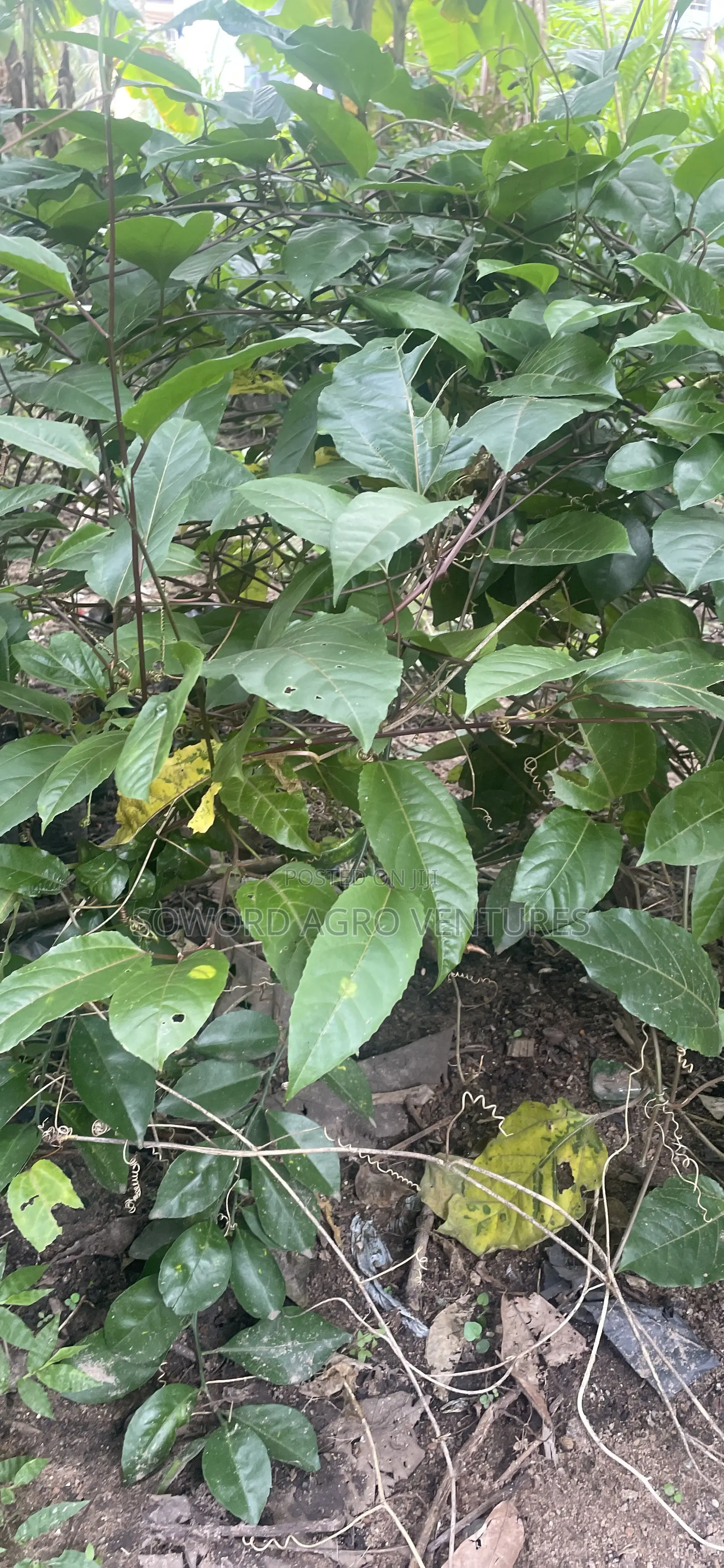 Passion Fruit Seedlings
