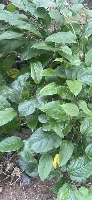 Passion Fruit Seedlings