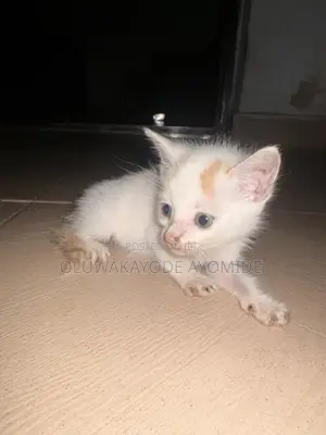 1-3 months Male Purebred American Shorthair
