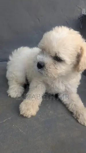 1-3 months Male Purebred Lhasa Apso