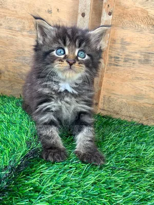 1-3 months Female Purebred Maine Coon