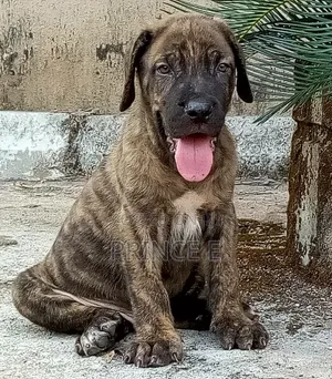 1-3 months Male Purebred Boerboel