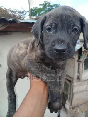 1-3 months Female Purebred Boerboel