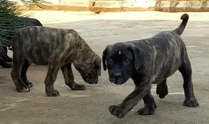 1-3 months Female Purebred Boerboel