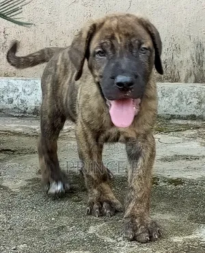 1-3 months Male Purebred Boerboel