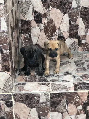 1-3 months Female Purebred Boerboel