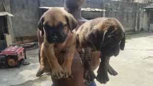 1-3 months Female Purebred Boerboel